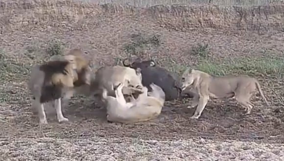 Esta manada de leones nunca supo que el búfalo, su presa, se escapó del lugar. | YouTube